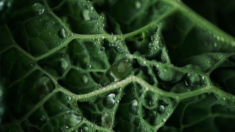 Water drops on a leaf