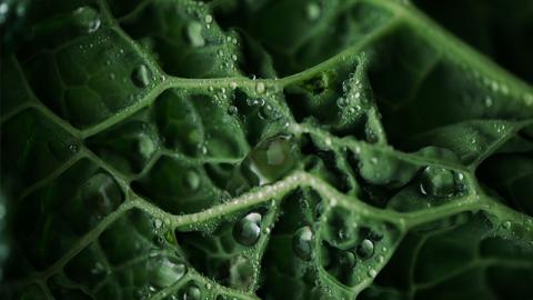 Water drops on a leaf