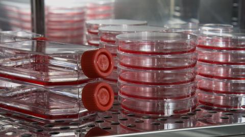 Petri Dishes